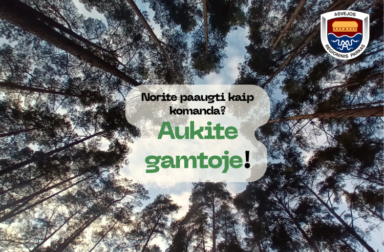 Komandų formavimo žygiai kviečia iš ofisų į miškus!